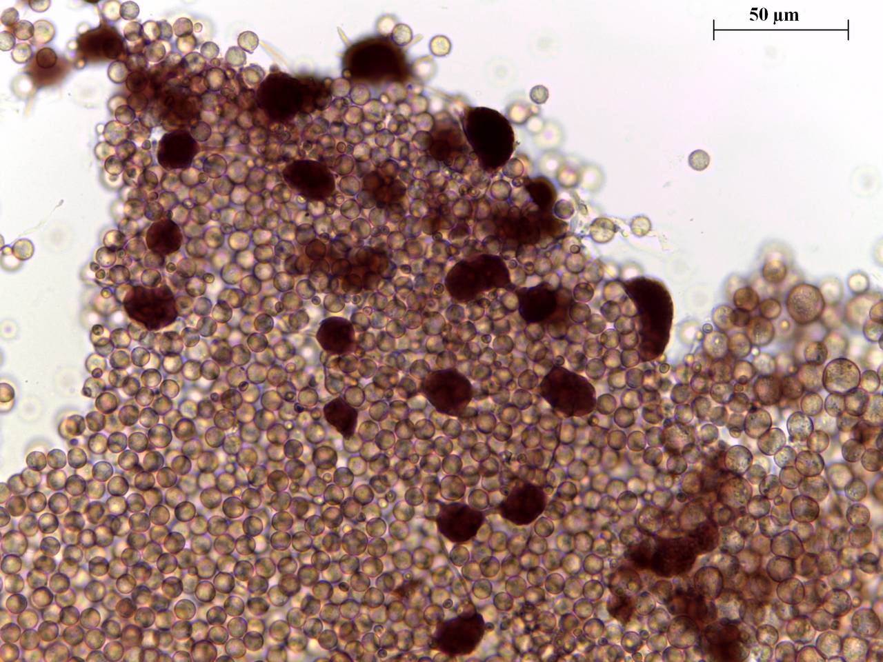 Cribraria microcarpa - споры × 1000, Лазовский, Приморский край (Россия)