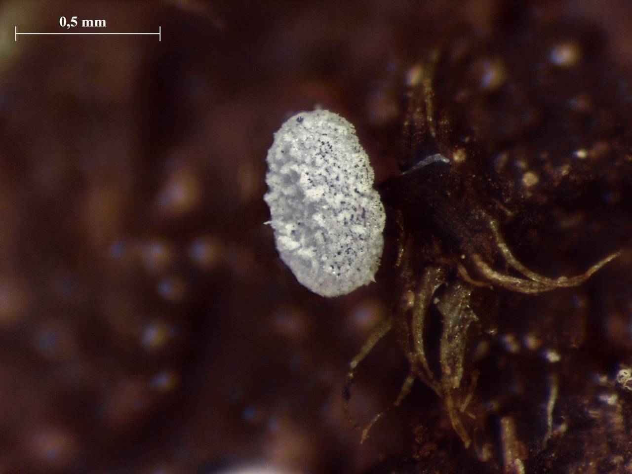 Didymium clavus - внешний вид спороношений, Нелидовский, Тверская область (Россия)