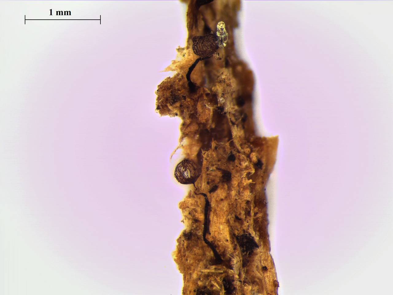 Cribraia cancellata - внешний вид спороношений, Нелидовский, Тверская область (Россия)