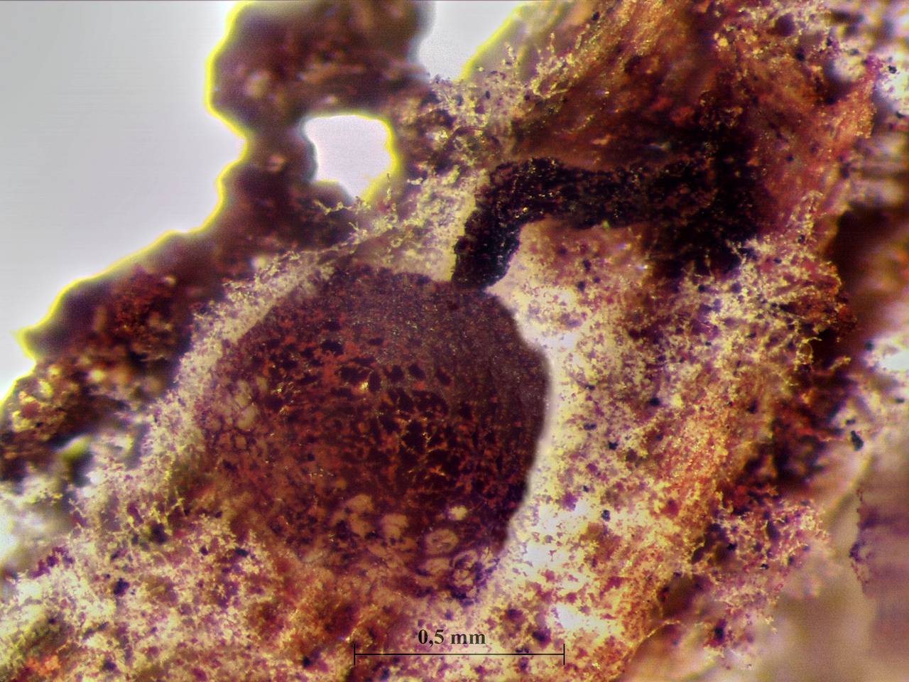 Cribraria purpurea - внешний вид спороношений, Нелидовский, Тверская область (Россия)
