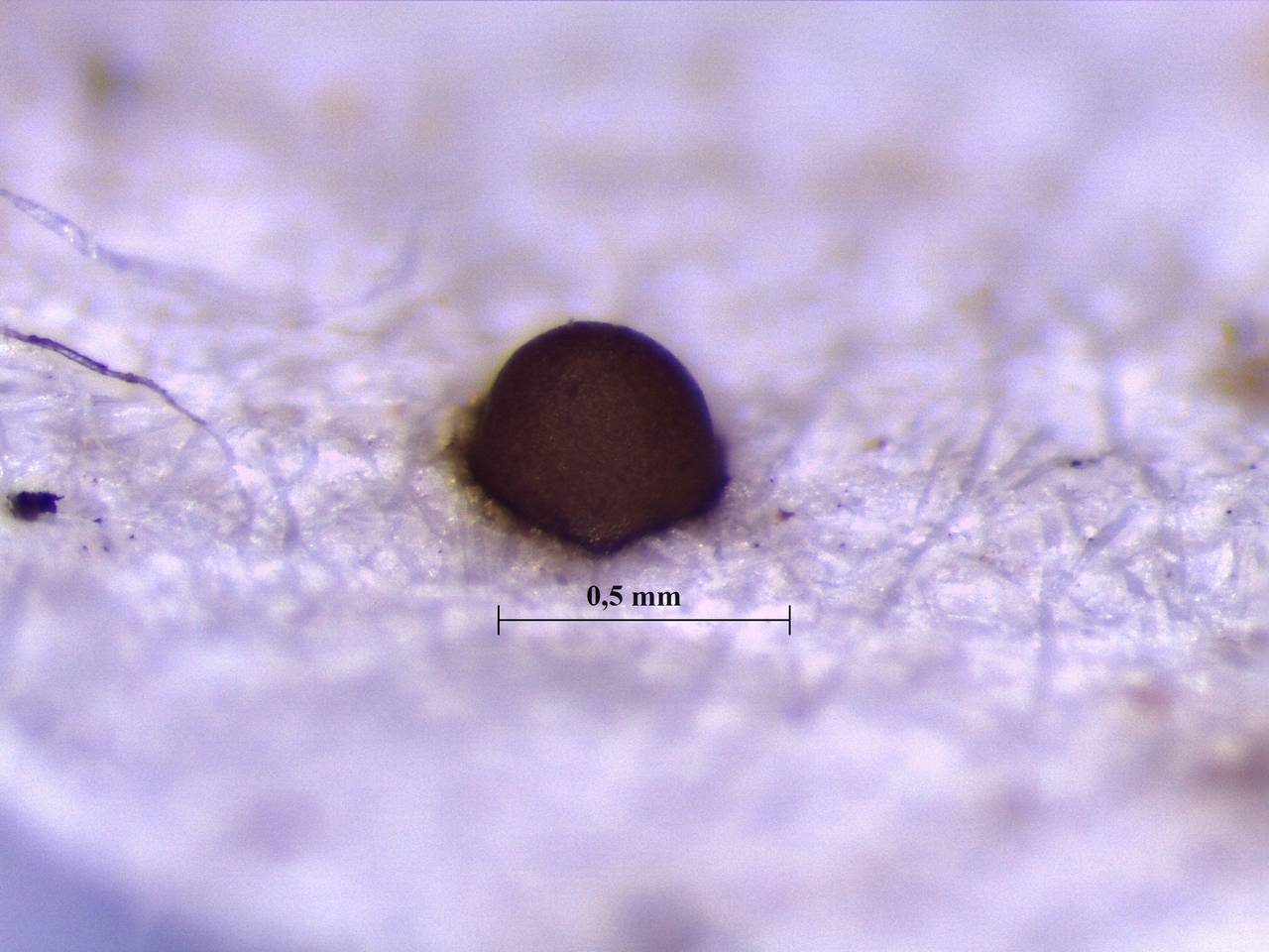 Perichaena chrysosperma - сидячий отдельный спорангий, Нелидовский, Тверская область (Россия)