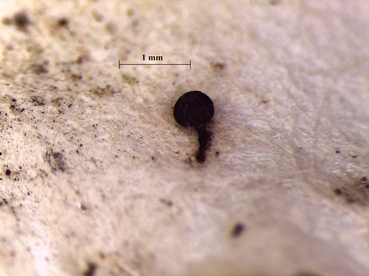 Enerthenema papillatum - внешний вид спороношений, Нелидовский, Тверская область (Россия)