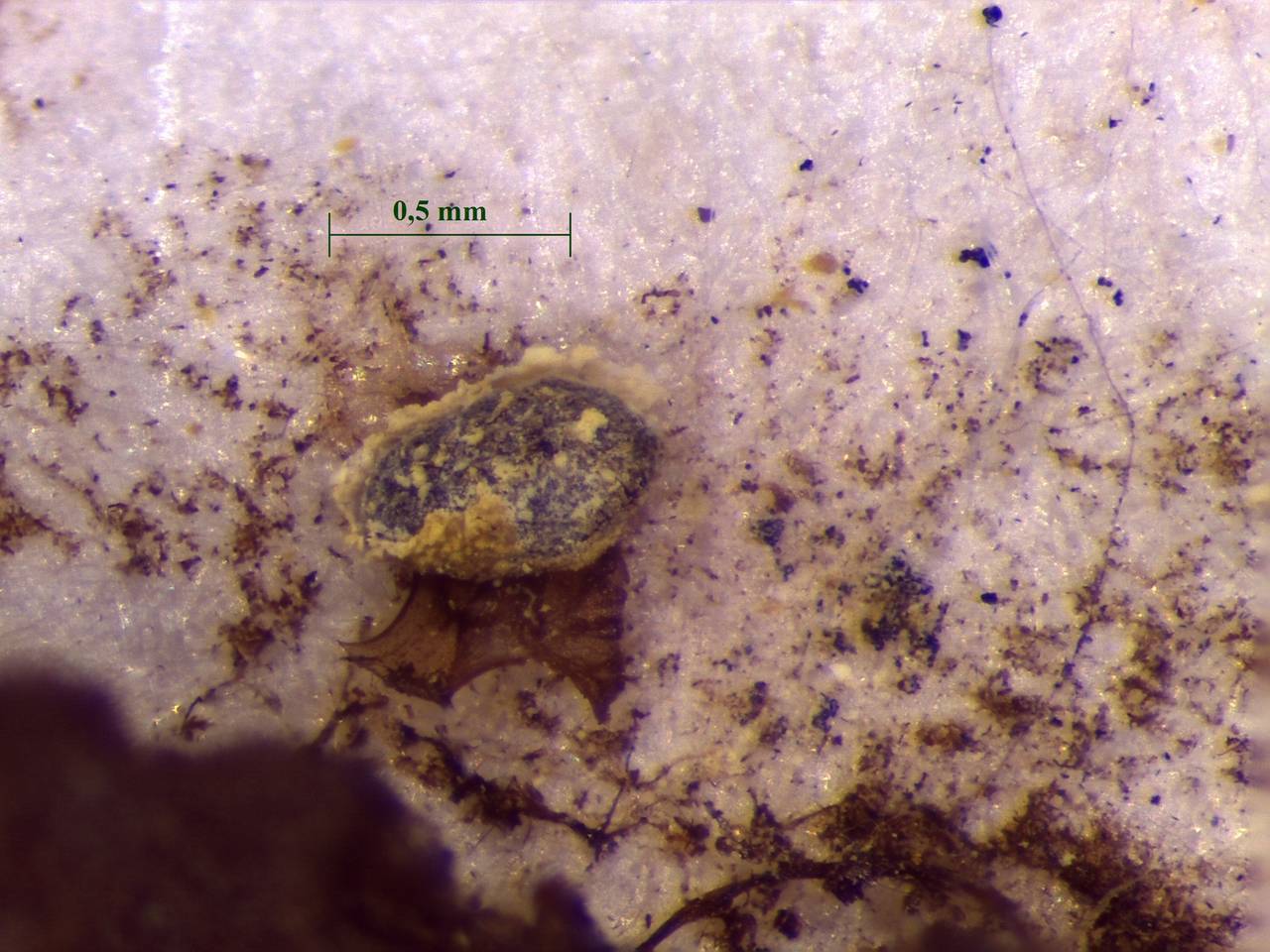 Physarum contextum - Сеть капиллиция с узелками и спорами, СЭМ, Нелидовский, Тверская область (Россия)