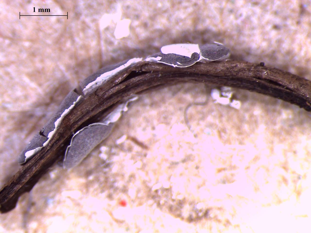 Diderma deplanatum - внешний вид спороношений, Нелидовский, Тверская область (Россия)