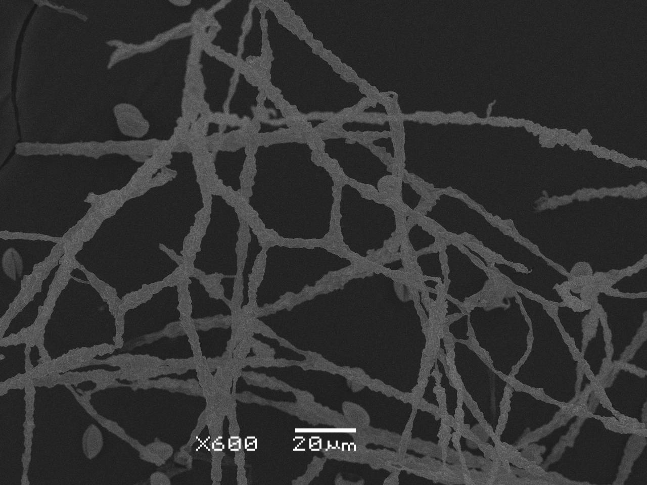 Physarum pezizoideum - Сеть капиллиция, СЭМ, Верхнедонской, Ростовская область (Россия)