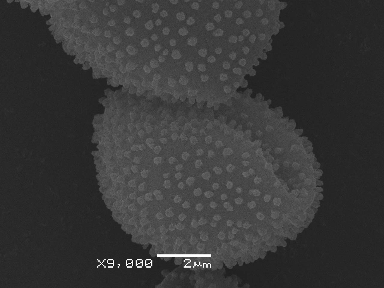 Physarum pezizoideum - Сеть капиллиция, СЭМ, Верхнедонской, Ростовская область (Россия)
