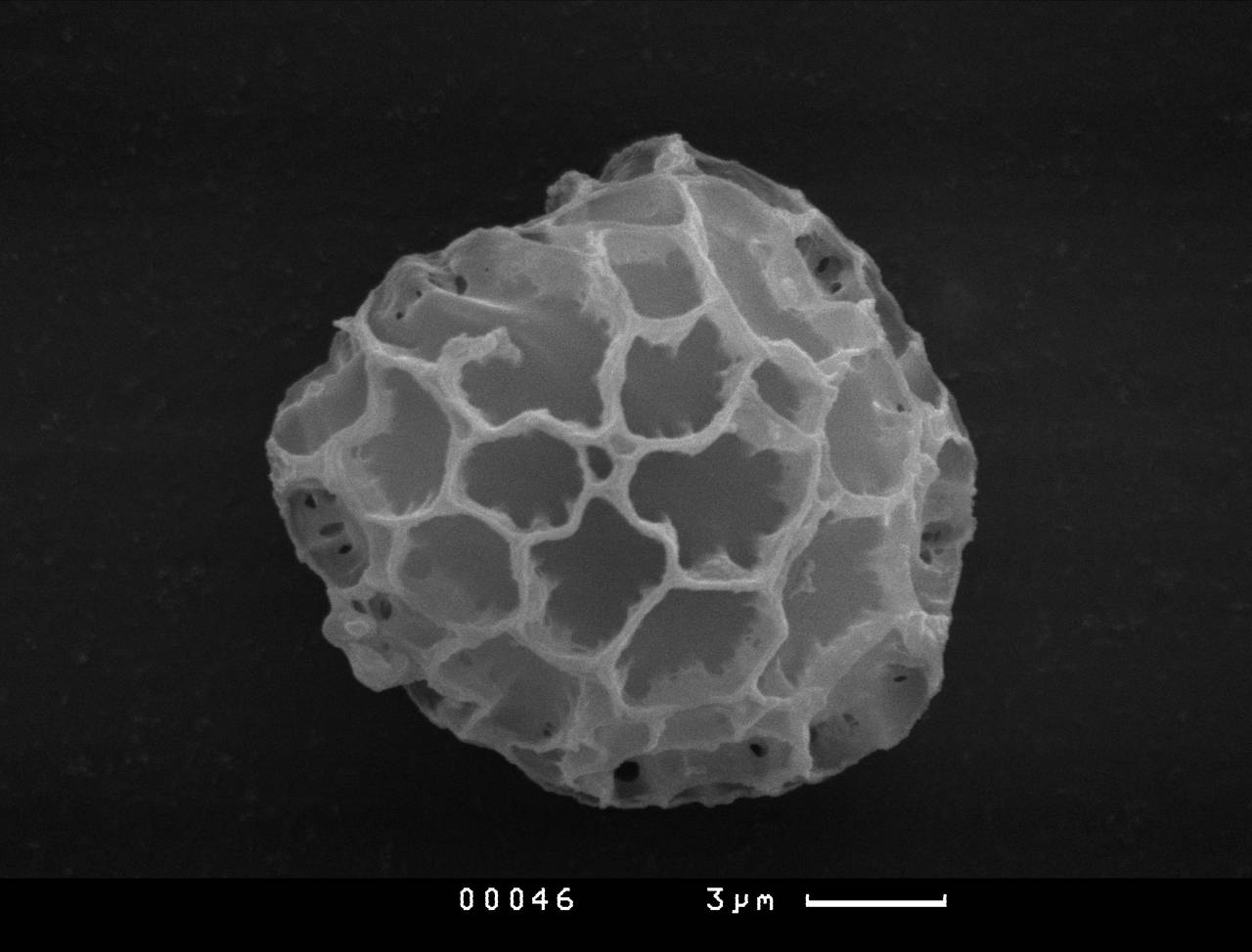 Meriderma cribrarioides - споры, СЭМ, Нелидовский, Тверская область (Россия)