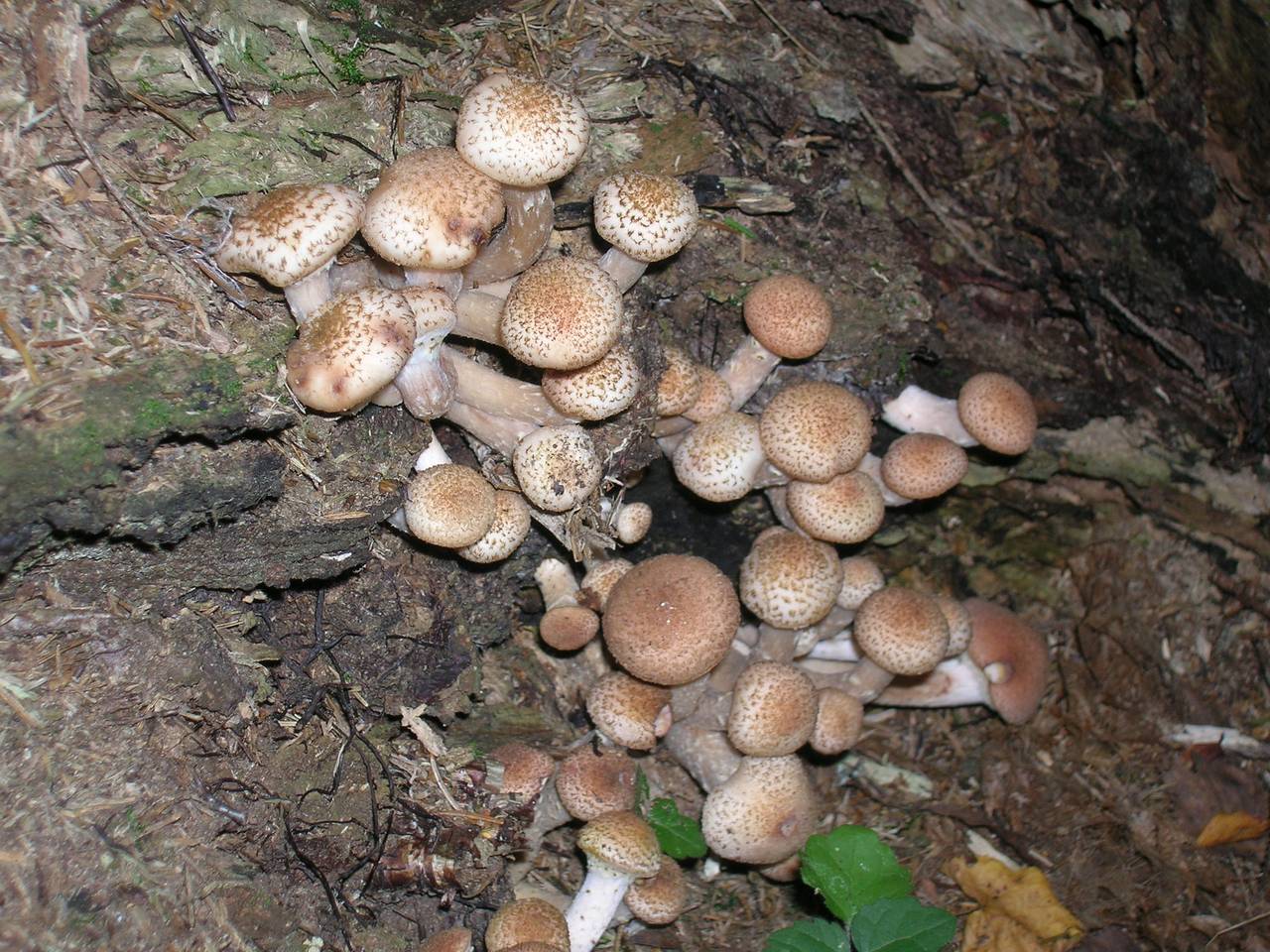 Armillaria borealis Marxm. & Korhonen, Одинцовский, Московская область (Россия)