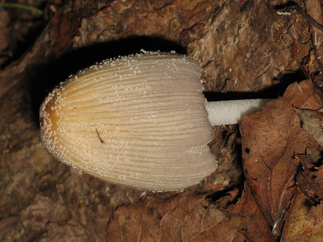 Coprinellus micaceus (Bull.) Vilgalys, Hopple & Jacq. Johnson, Одинцовский, Московская область (Россия)