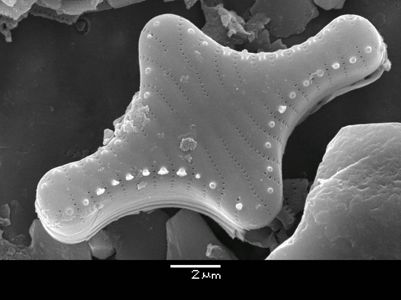 Масштаб - 10 мкм., Рузский район, Московская область (Россия)