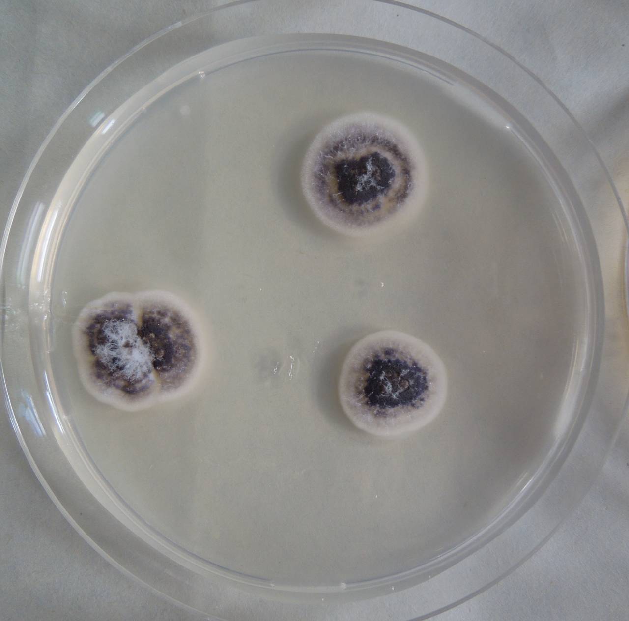 MSU_FS-03235_01, Район К Банг (K'Bang districts), Провинция Зялай (Gia Lai province) (Вьетнам)