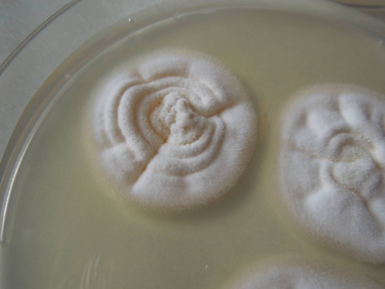 MSU_FS-03300_01, Район К Банг (K'Bang districts), Провинция Зялай (Gia Lai province) (Вьетнам)