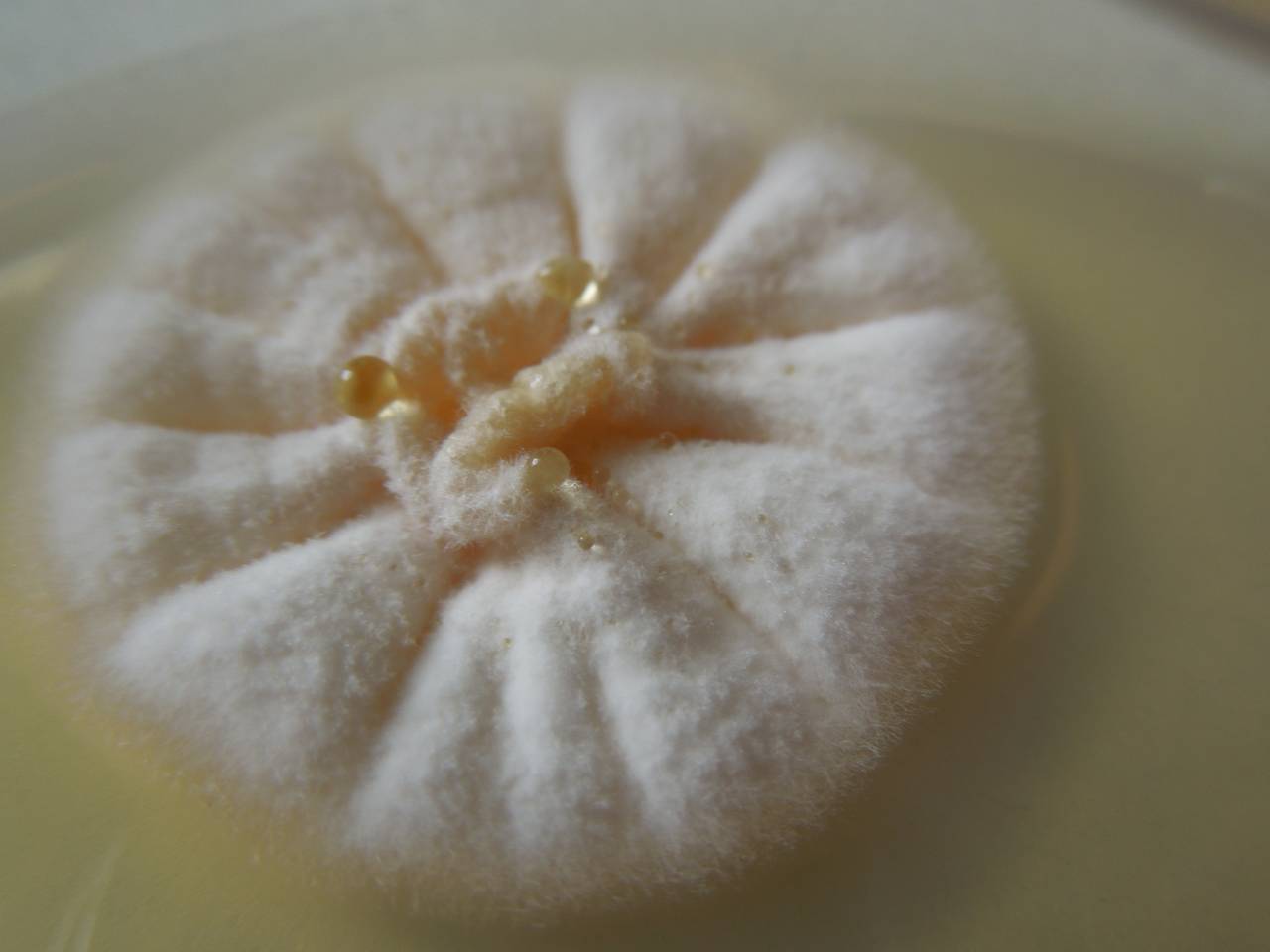 MSU_FS-03300_01, Район К Банг (K'Bang districts), Провинция Зялай (Gia Lai province) (Вьетнам)