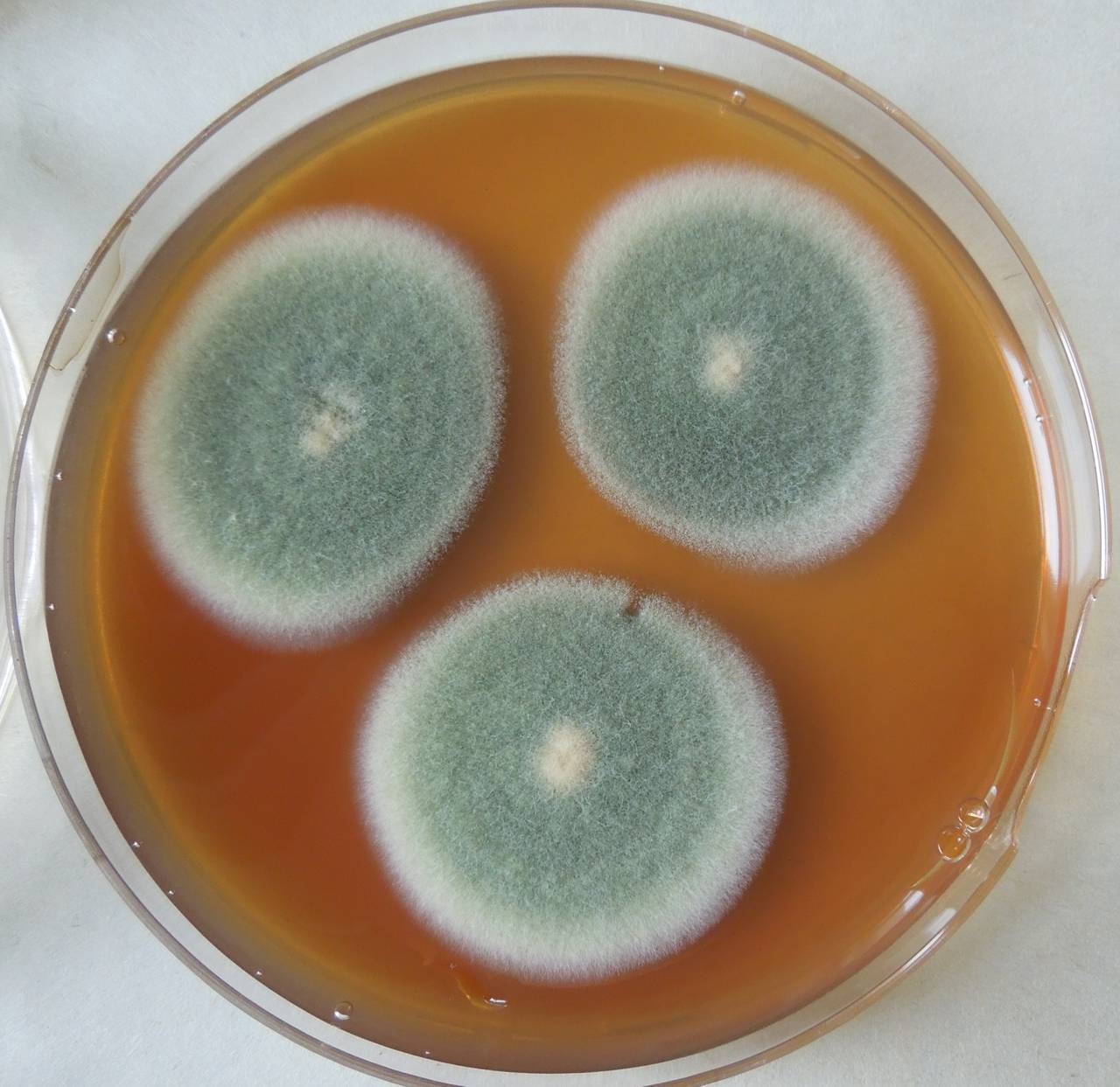 Penicillium chrysogenum. Talaromyces emersonii. Penicillium expansum. Talaromyces flavus. Penicillium chrysogenum конидиеносцы.