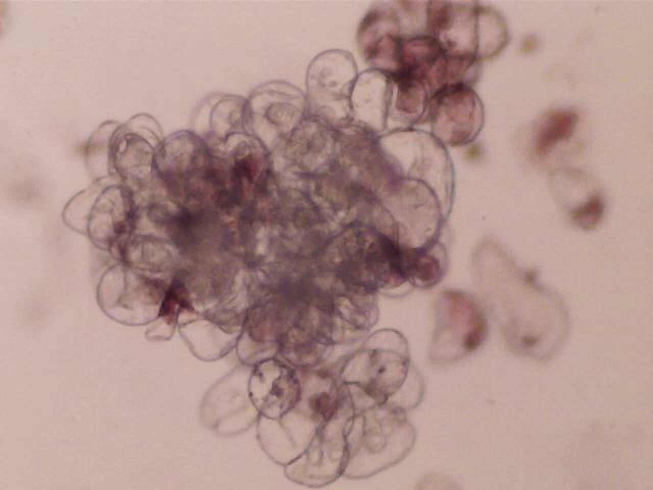 Суспензионная культура клеток Trigonella foenum-graecum под микроскопом