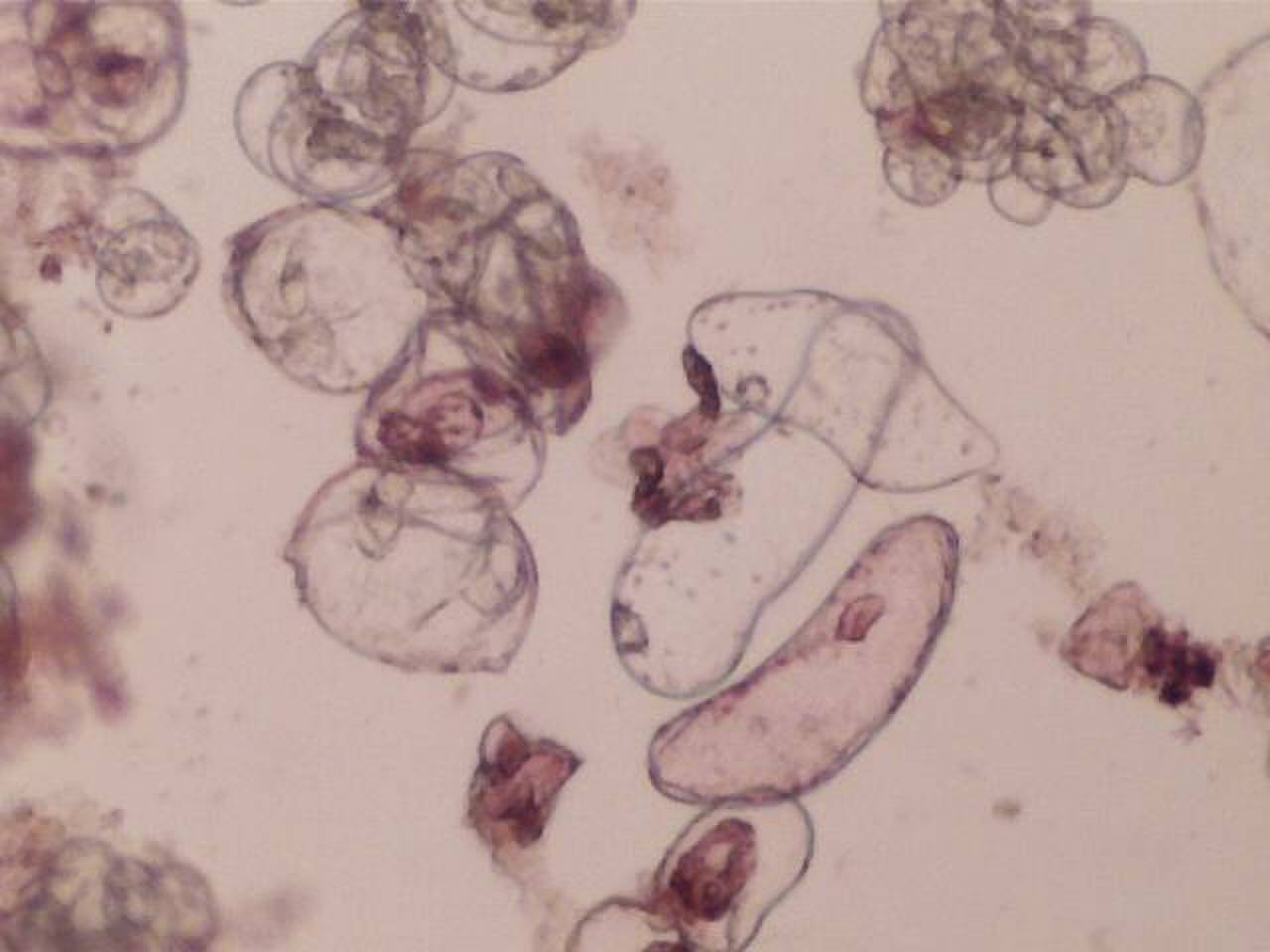 Суспензионная культура клеток Trigonella foenum-graecum под микроскопом
