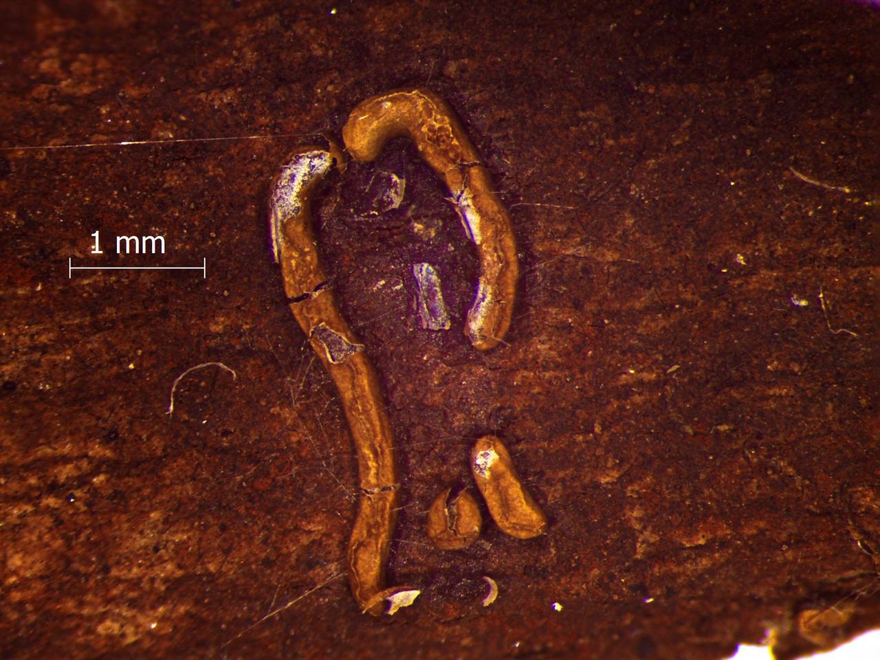Physarum hongkongense фрагмент спороношения. Хорошо заметен двухслойный перидий, Сиемреап (Камбоджа)