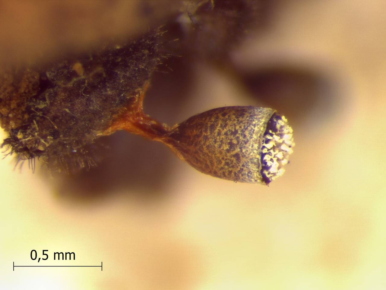 Craterium leucocephalum внешний вид спороношения, Нелидовский, Тверская область (Россия)