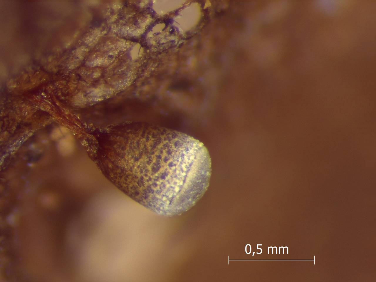 Craterium leucocephalum внешний вид спороношения, Нелидовский, Тверская область (Россия)