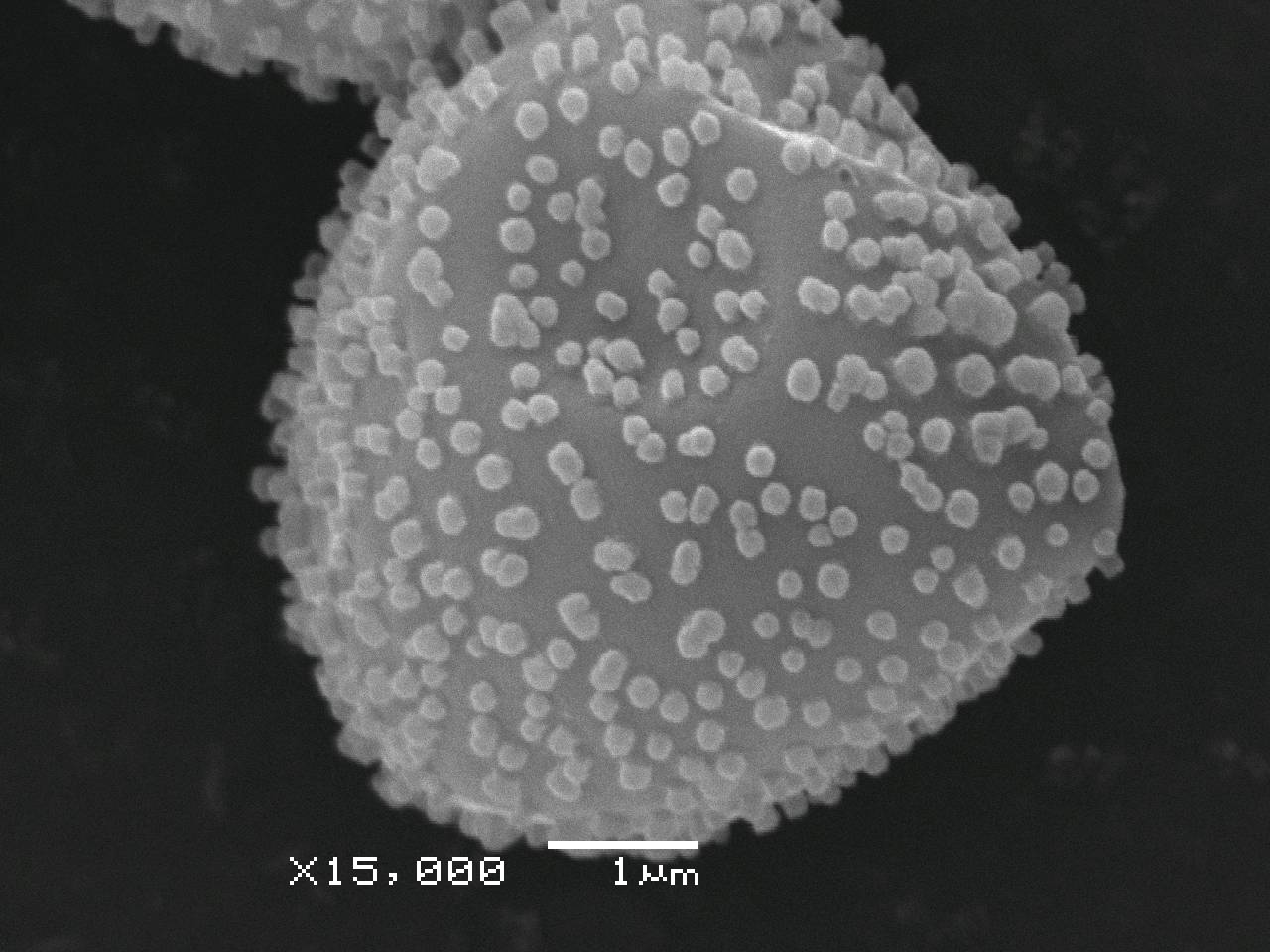 Metatrichia vesparia внешний вид спороношения, Лазовский, Приморский край (Россия)