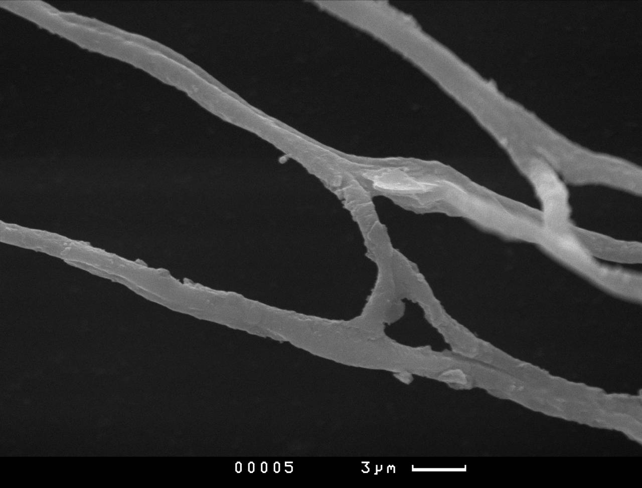Lamprderma gulielmae внешний вид спорангия. Хорошо заметны углубления на поверхности перидия, СЭМ, Нелидовский, Тверская область (Россия)