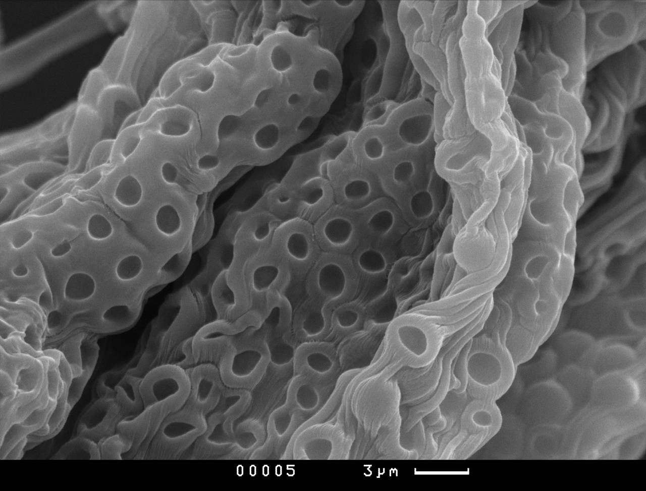 Cribraria piriformis, споры, СЭМ, Нелидовский, Тверская область (Россия)