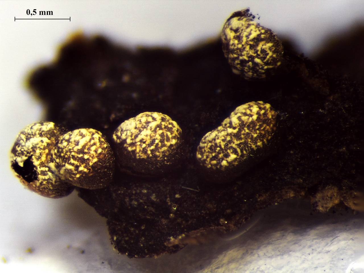 Physarum auriscalpium вскрывшийся спорангий с узелками капиллиция, Калининский, Тверская область (Россия)