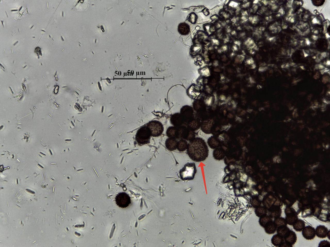 Didymium flexuosum внешний вид спороношения. Заметна продолговатая и уплощенная сбоков колонка, Калининский, Тверская область (Россия)