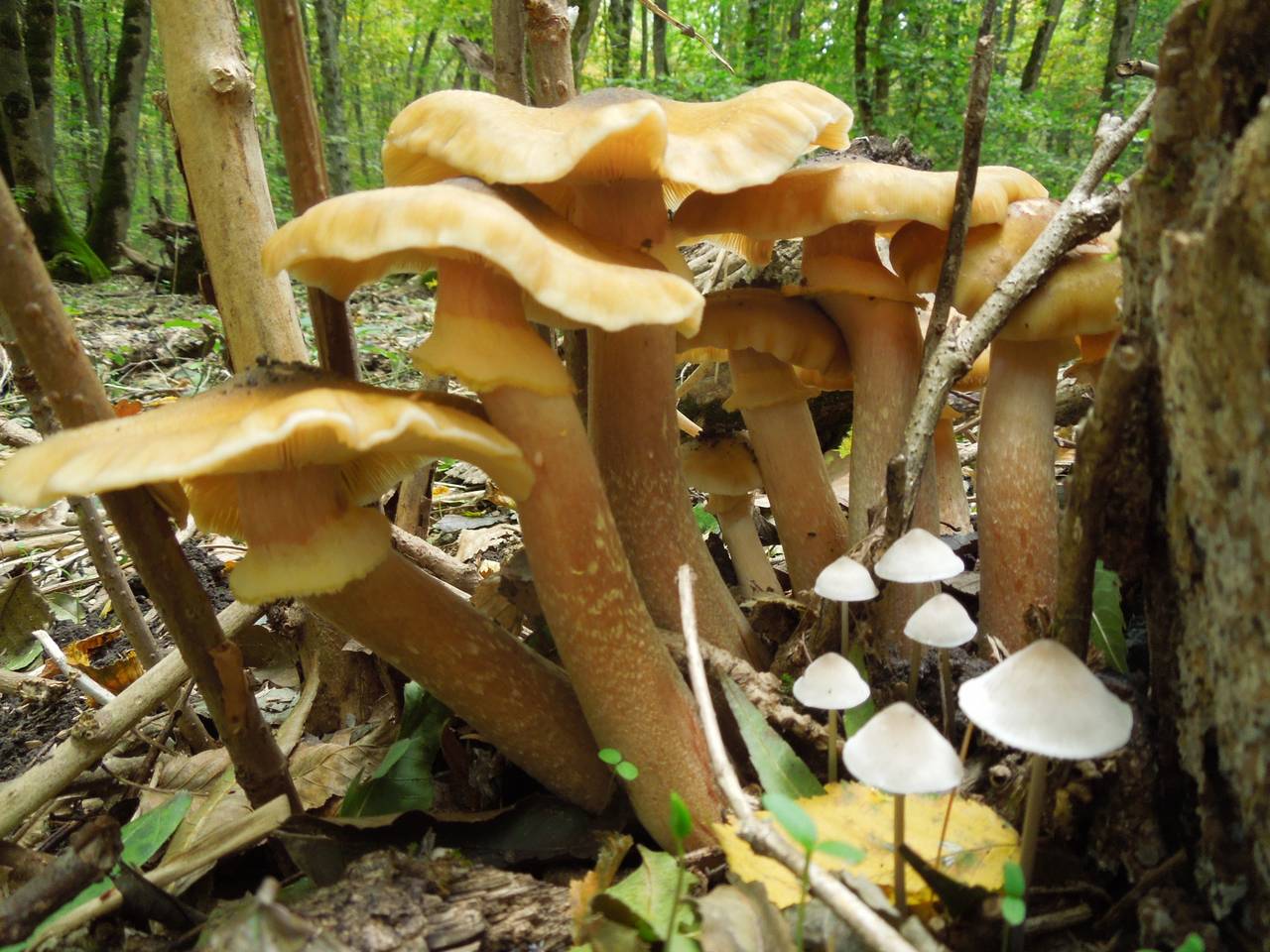 109_Armillaria mellea DSCN0003, Пушкинский р-он, Московская область (Россия)