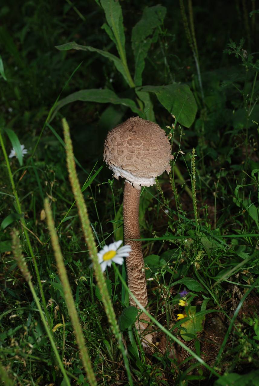 132_Macrolepiota procera 02, Старицкий район, Тверская область (Россия)