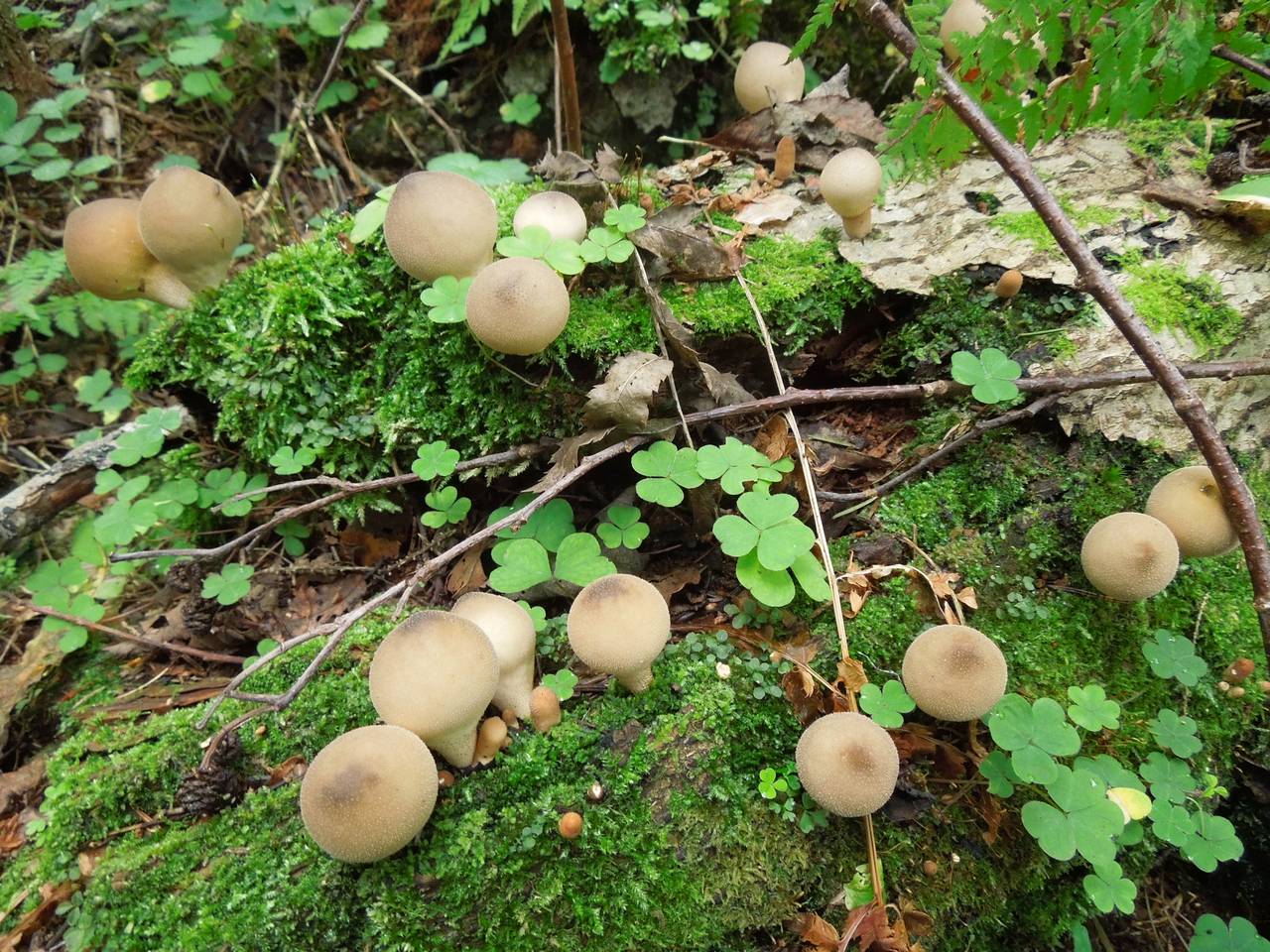 140_Lycoperdon pyriforme DSCN9760, Старицкий район, Тверская область (Россия)