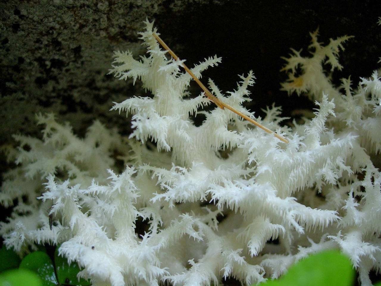 150_Hericium coralloides 8, Каменецкий район, Брестская область (Белоруссия)