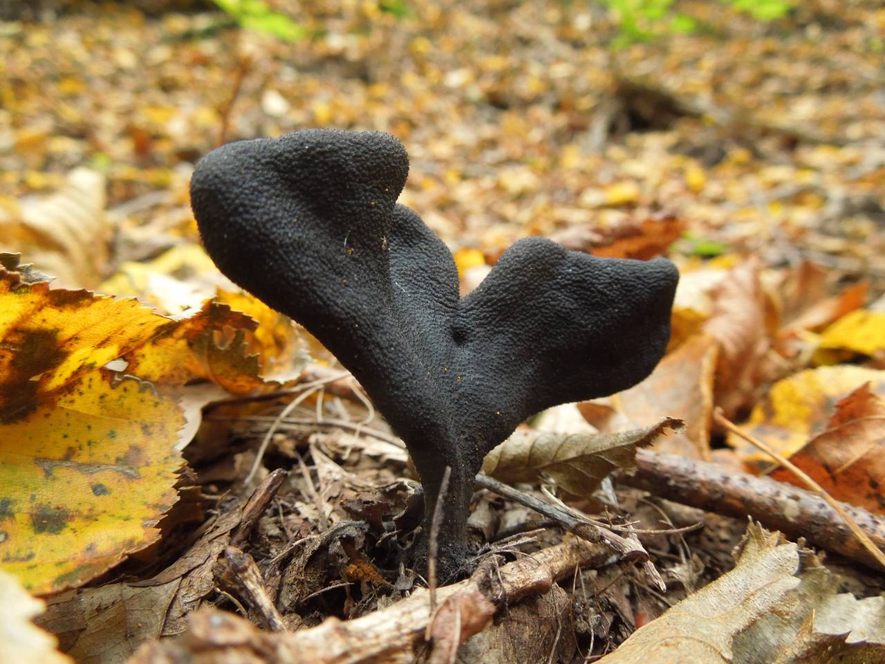 155_Xylaria polymorpha DSCN9993, Каменецкий район, Брестская область (Белоруссия)
