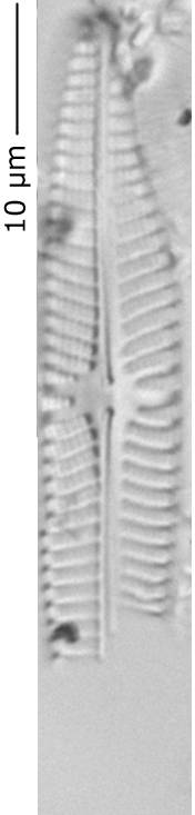 Navicula_sp_290-296, о. Шемья (Shemya), Аляска (США)