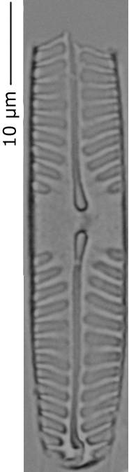 Pinnularia_intermed_215-220, о. Шемья (Shemya), Аляска (США)