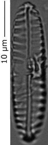 Pinnularia_intermed_240-245, о. Шемья (Shemya), Аляска (США)