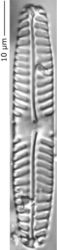 Pinnularia_intermed_350-355, о. Шемья (Shemya), Аляска (США)