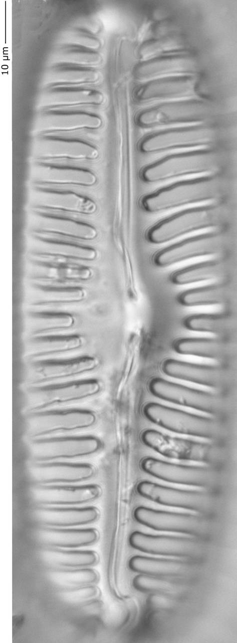 Pinnularia_lata_369-372, о. Шемья (Shemya), Аляска (США)