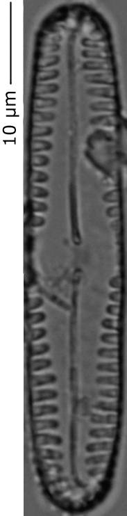 Pinnularia_pseudoparv_144-150, о. Шемья (Shemya), Аляска (США)