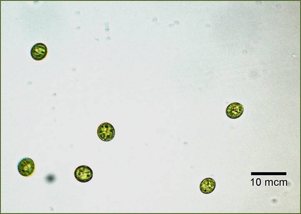 Scenedesmus obliquus CALU ред.2, Среднечешский край (Чехия)