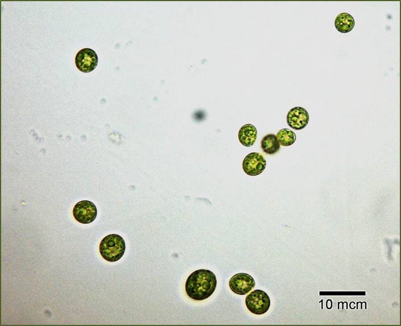 Scenedesmus obliquus CALU ред.2, Среднечешский край (Чехия)