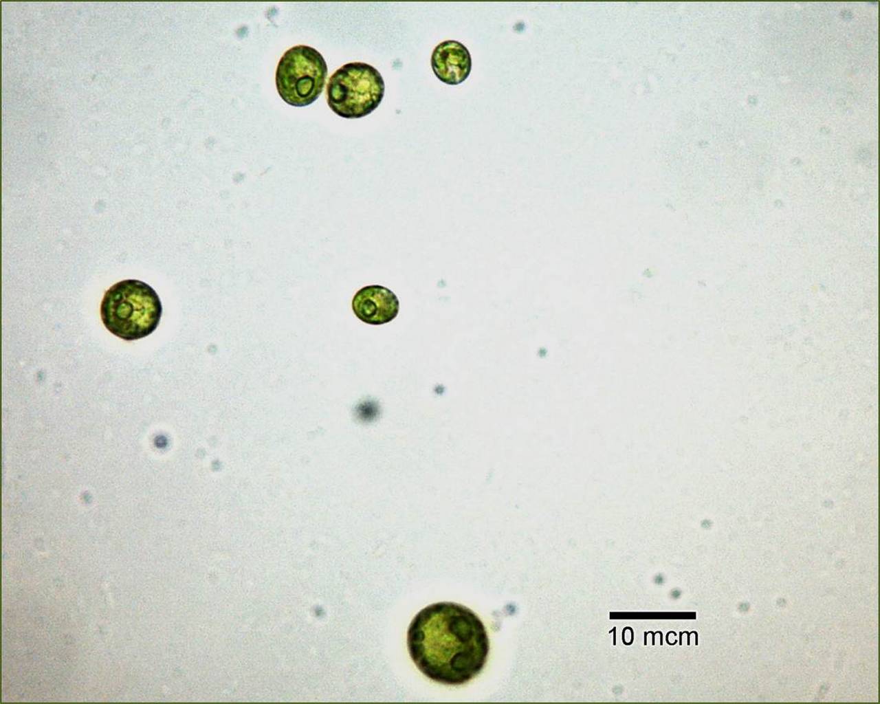 Scenedesmus rubescens ACKU ред.1, (Франция)