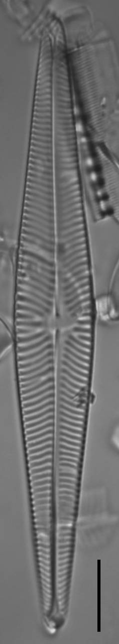 Масштаб - 10 мкм., Одинцовский район, Московская область (Россия)